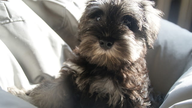 Куче цверг шнауцер Mini Schnauzer, 3 Months, Vaccinated - Yes - city of Sofia | Dogs - снимка 5