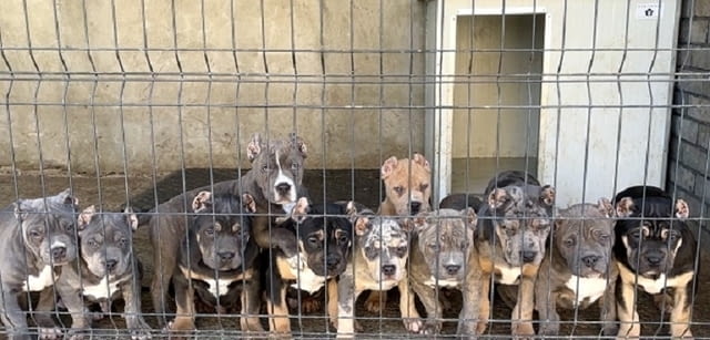 American Bully XL / XXL Другa, 2 Months - city of Izvun Bulgaria | Dogs - снимка 1