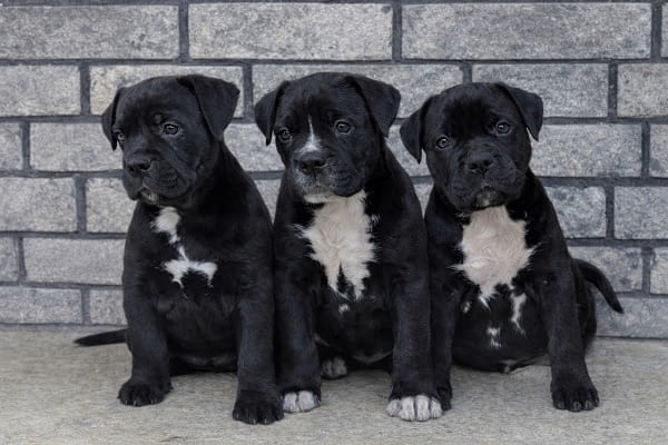 American Bully XL / XXL Другa, 2 Months - city of Izvun Bulgaria | Dogs - снимка 2