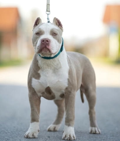 American Bully XL / XXL Другa, 2 Months - city of Izvun Bulgaria | Dogs - снимка 3