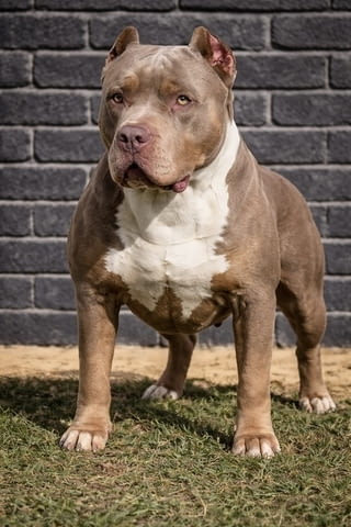 American Bully XL / XXL Другa, 2 Months - city of Izvun Bulgaria | Dogs - снимка 5