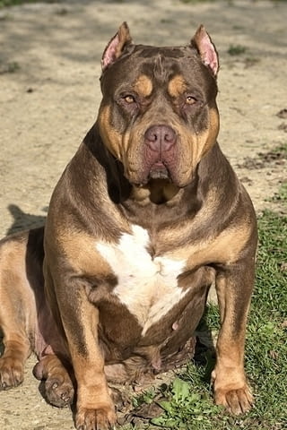 American Bully XL / XXL Другa, 2 Months - city of Izvun Bulgaria | Dogs - снимка 6