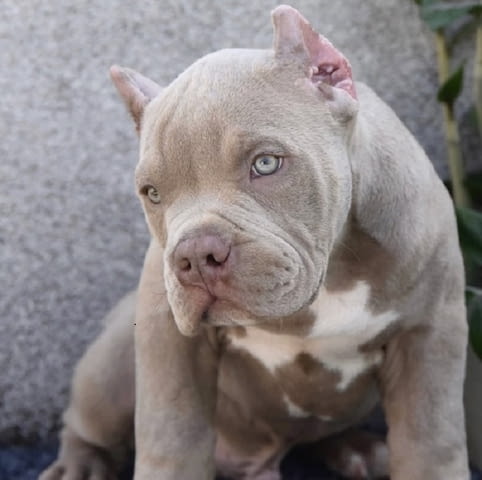 American Bully XL / XXL Другa, 2 Months - city of Izvun Bulgaria | Dogs - снимка 7