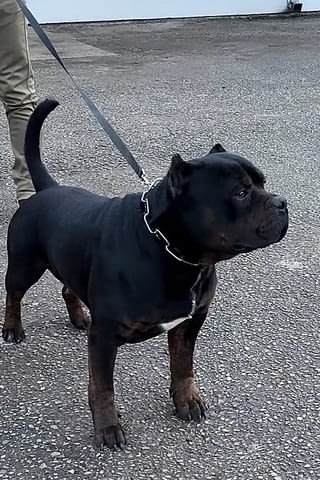 American Bully XL / XXL Другa, 2 Months - city of Izvun Bulgaria | Dogs - снимка 8