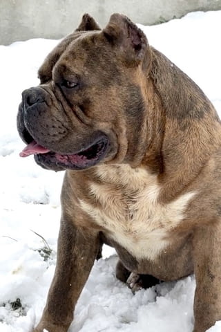 American Bully XL / XXL Другa, 2 Months - city of Izvun Bulgaria | Dogs - снимка 9