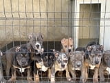 American Bully XL / XXL