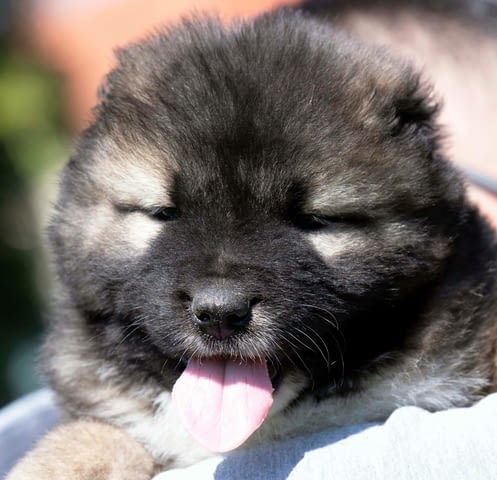 Кавказка овчарка – кученца Caucasian shepherd, Vaccinated - Yes, Dewormed - Yes - city of Izvun Bulgaria | Dogs - снимка 1
