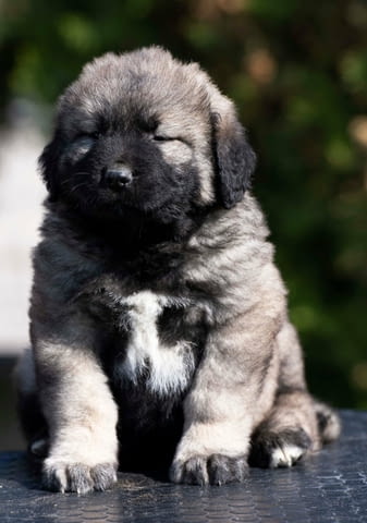 Кавказка овчарка – кученца Caucasian shepherd, Vaccinated - Yes, Dewormed - Yes - city of Izvun Bulgaria | Dogs - снимка 2