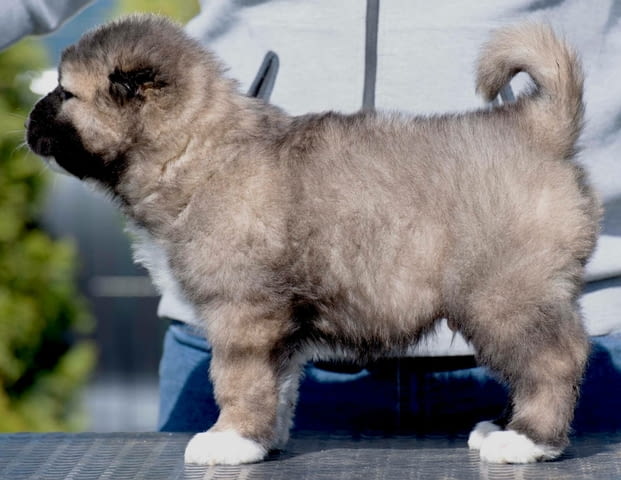 Кавказка овчарка – кученца Caucasian shepherd, Vaccinated - Yes, Dewormed - Yes - city of Izvun Bulgaria | Dogs - снимка 3