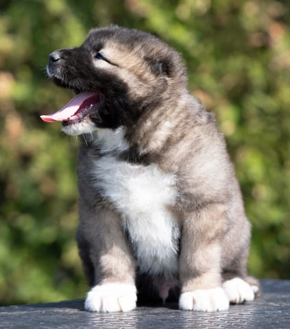 Кавказка овчарка – кученца Caucasian shepherd, Vaccinated - Yes, Dewormed - Yes - city of Izvun Bulgaria | Dogs - снимка 4