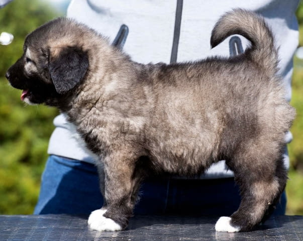 Кавказка овчарка – кученца Caucasian shepherd, Vaccinated - Yes, Dewormed - Yes - city of Izvun Bulgaria | Dogs - снимка 5