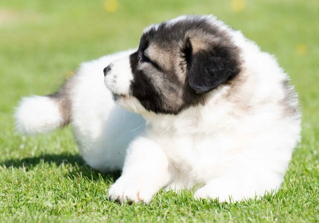 Кавказка овчарка – кученца Caucasian shepherd, Vaccinated - Yes, Dewormed - Yes - city of Izvun Bulgaria | Dogs - снимка 6