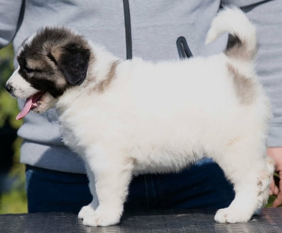 Кавказка овчарка – кученца Caucasian shepherd, Vaccinated - Yes, Dewormed - Yes - city of Izvun Bulgaria | Dogs - снимка 7