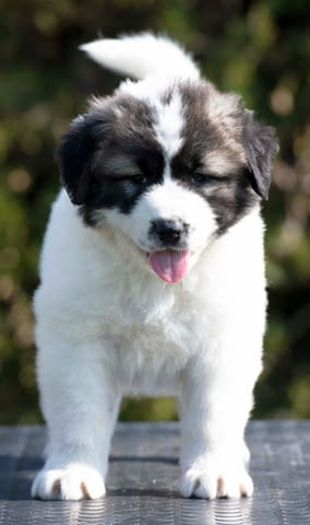 Кавказка овчарка – кученца Caucasian shepherd, Vaccinated - Yes, Dewormed - Yes - city of Izvun Bulgaria | Dogs - снимка 8