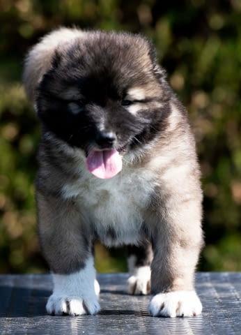 Кавказка овчарка – кученца Caucasian shepherd, Vaccinated - Yes, Dewormed - Yes - city of Izvun Bulgaria | Dogs - снимка 9
