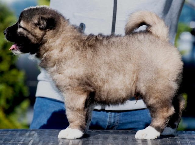 Кавказка овчарка – кученца Caucasian shepherd, Vaccinated - Yes, Dewormed - Yes - city of Izvun Bulgaria | Dogs - снимка 10