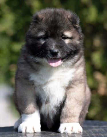 Кавказка овчарка – кученца Caucasian shepherd, Vaccinated - Yes, Dewormed - Yes - city of Izvun Bulgaria | Dogs - снимка 11