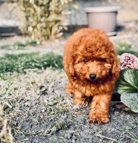 Червен миниатюрен пудел Mini Poodle, 3 Months, Vaccinated - Yes - city of Izvun Bulgaria | Dogs - снимка 1