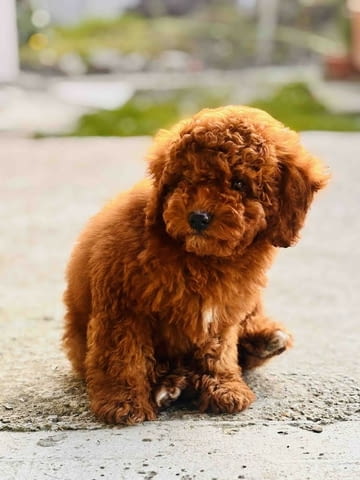 Червен миниатюрен пудел Mini Poodle, 3 Months, Vaccinated - Yes - city of Izvun Bulgaria | Dogs - снимка 2