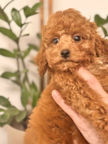 Червен миниатюрен пудел Mini Poodle, 3 Months, Vaccinated - Yes - city of Izvun Bulgaria | Dogs - снимка 3