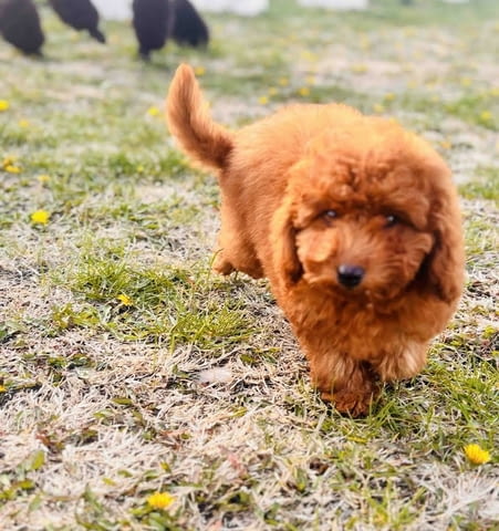 Червен миниатюрен пудел Mini Poodle, 3 Months, Vaccinated - Yes - city of Izvun Bulgaria | Dogs - снимка 4