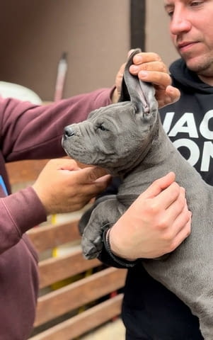 Кане Корсо Cane Corso кученца Kanekorso, Vaccinated - Yes, Dewormed - Yes - city of Izvun Bulgaria | Dogs - снимка 1