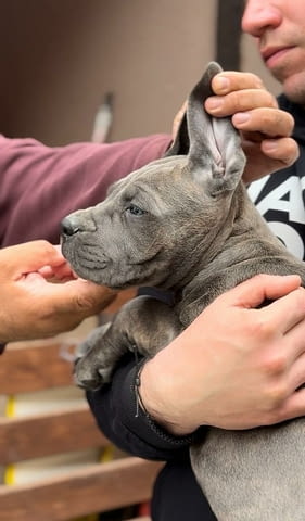 Кане Корсо Cane Corso кученца Kanekorso, Vaccinated - Yes, Dewormed - Yes - city of Izvun Bulgaria | Dogs - снимка 2