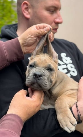 Кане Корсо Cane Corso кученца Kanekorso, Vaccinated - Yes, Dewormed - Yes - city of Izvun Bulgaria | Dogs - снимка 3