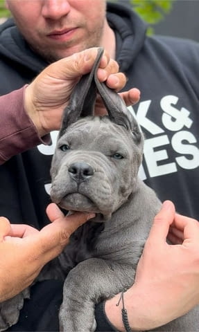 Кане Корсо Cane Corso кученца Kanekorso, Vaccinated - Yes, Dewormed - Yes - city of Izvun Bulgaria | Dogs - снимка 4