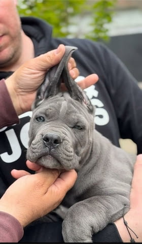 Кане Корсо Cane Corso кученца Kanekorso, Vaccinated - Yes, Dewormed - Yes - city of Izvun Bulgaria | Dogs - снимка 5