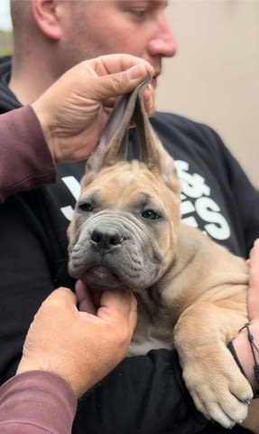 Кане Корсо Cane Corso кученца Kanekorso, Vaccinated - Yes, Dewormed - Yes - city of Izvun Bulgaria | Dogs - снимка 6