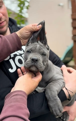 Кане Корсо Cane Corso кученца Kanekorso, Vaccinated - Yes, Dewormed - Yes - city of Izvun Bulgaria | Dogs - снимка 7