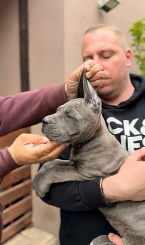 Кане Корсо Cane Corso кученца Kanekorso, Vaccinated - Yes, Dewormed - Yes - city of Izvun Bulgaria | Dogs - снимка 8