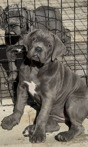 Кане Корсо Cane Corso кученца Kanekorso, Vaccinated - Yes, Dewormed - Yes - city of Izvun Bulgaria | Dogs - снимка 9