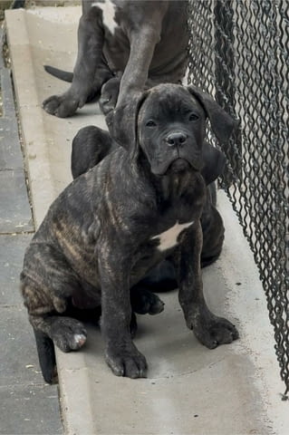 Кане Корсо Cane Corso кученца Kanekorso, Vaccinated - Yes, Dewormed - Yes - city of Izvun Bulgaria | Dogs - снимка 10