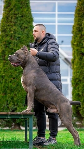 Кане Корсо Cane Corso кученца Kanekorso, Vaccinated - Yes, Dewormed - Yes - city of Izvun Bulgaria | Dogs - снимка 11