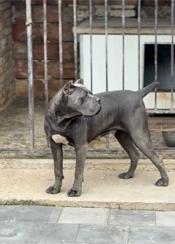 Кане Корсо Cane Corso кученца Kanekorso, Vaccinated - Yes, Dewormed - Yes - city of Izvun Bulgaria | Dogs - снимка 12