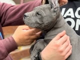 Кане Корсо Cane Corso кученца