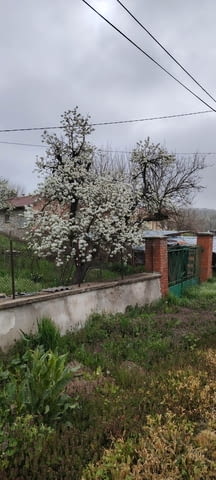 Едноетажна къща с парцел в село Динево, обл.Хасково, village Dinеvo | Houses & Villas - снимка 3