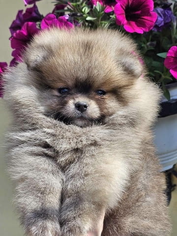 Померански шпиц – тип BOO мече Померан (Малък английски шпиц), Ваксинирано - Да, Обезпаразитено - Да - град Извън България | Кучета - снимка 2