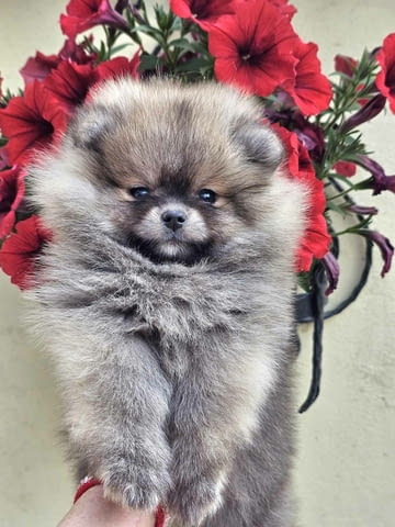 Померански шпиц – тип BOO мече Померан (Малък английски шпиц), Ваксинирано - Да, Обезпаразитено - Да - град Извън България | Кучета - снимка 4