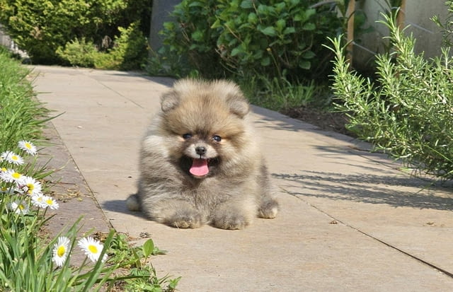 Померански шпиц – тип BOO мече Померан (Малък английски шпиц), Ваксинирано - Да, Обезпаразитено - Да - град Извън България | Кучета - снимка 5