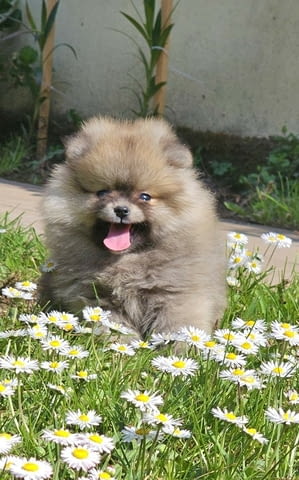 Померански шпиц – тип BOO мече Померан (Малък английски шпиц), Ваксинирано - Да, Обезпаразитено - Да - град Извън България | Кучета - снимка 6