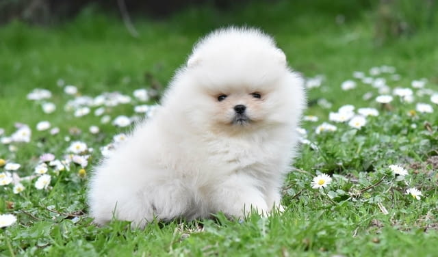 Померански шпиц – тип BOO мече Померан (Малък английски шпиц), Ваксинирано - Да, Обезпаразитено - Да - град Извън България | Кучета - снимка 7