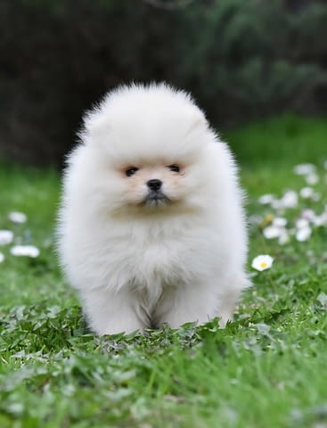 Померански шпиц – тип BOO мече Померан (Малък английски шпиц), Ваксинирано - Да, Обезпаразитено - Да - град Извън България | Кучета - снимка 8