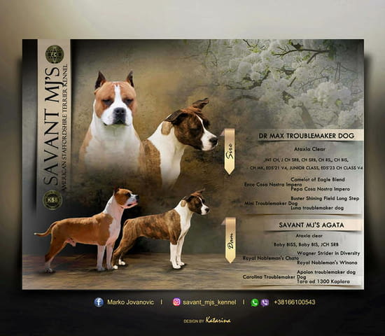 Кученца Американски стафордширски териер 2 месеца, Ваксинирано - Да, Обезпаразитено - Да - град Извън България | Кучета - снимка 1