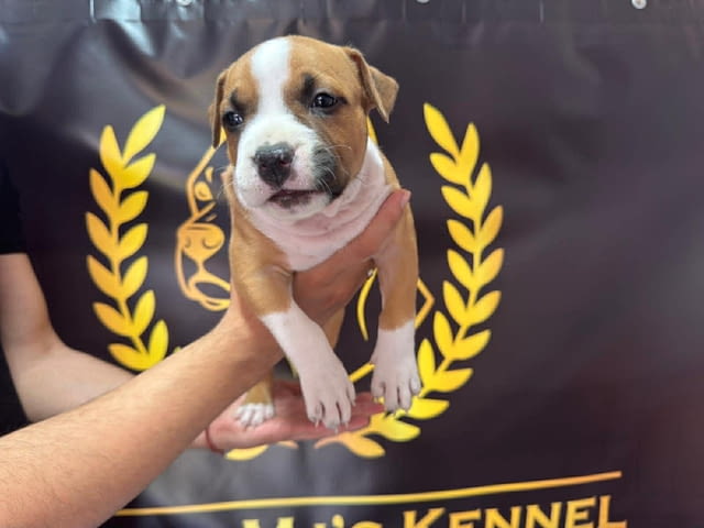 Кученца Американски стафордширски териер 2 месеца, Ваксинирано - Да, Обезпаразитено - Да - град Извън България | Кучета - снимка 2