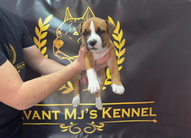 Кученца Американски стафордширски териер 2 месеца, Ваксинирано - Да, Обезпаразитено - Да - град Извън България | Кучета - снимка 3