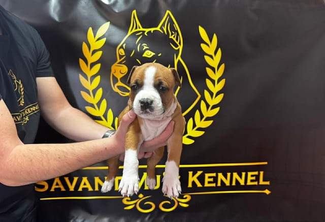 Кученца Американски стафордширски териер 2 месеца, Ваксинирано - Да, Обезпаразитено - Да - град Извън България | Кучета - снимка 5