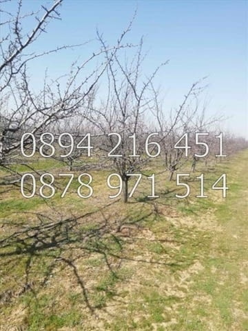КОДг 17149. Овощна градина 8200м2, засята със сини сливи сорт Стенлей на 8-та година - 363бр. дърве - снимка 1